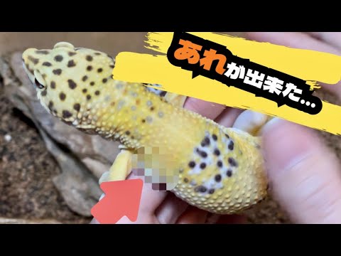 レオパ】あれが出来てしまった…【脇ぷに】 - YouTube