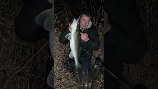Beste Zandermethode im Winter❄️🎣✨#zanderangeln #nightveit #wobbler