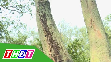 Quản lý bệnh hại, thối rễ chết xanh trên cây có múi | THDT