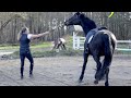 Pferd extrem fest, schlägt mit dem Kopf und ist schreckhaft - kann eine Lösung gefunden werden?