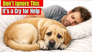 24 Signs Your Dog Is Sick — And Secretly Begging You for Help