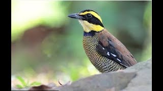 Ini Sebab Burung(Pidong) Pamal Datang ke Parlilitan Setiap Tahunnya