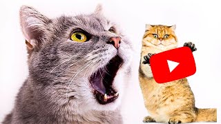 Funny cats videos try not to laugh impossible 😂😂|cutest cats and dogs| part 6