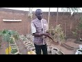 Zro paresse en agroecologie lutte biologique komboigo lvie agropak burkina