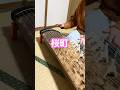 【妖怪ウォッチ】箏で「桜町」