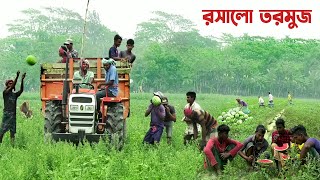 টনকে টন রসালো তরমুজ পটুয়াখালীর বিরান বালুচরে || Panorama Documentary