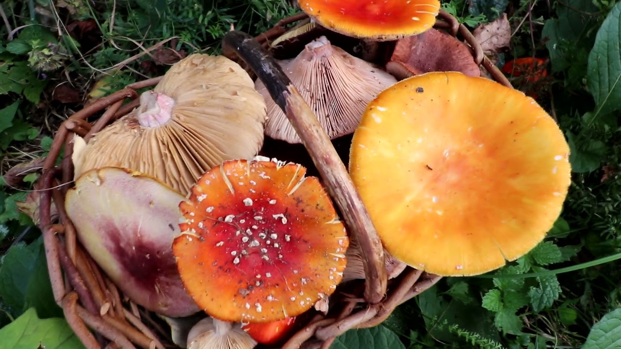 Přírodověda pro 4. ročník, živá příroda - ekosystém - les, houby