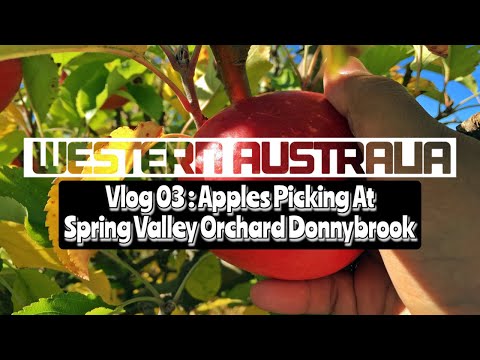 Western Australia Road Trip : Apples Picking At Spring Valley Orchard Donnybrook