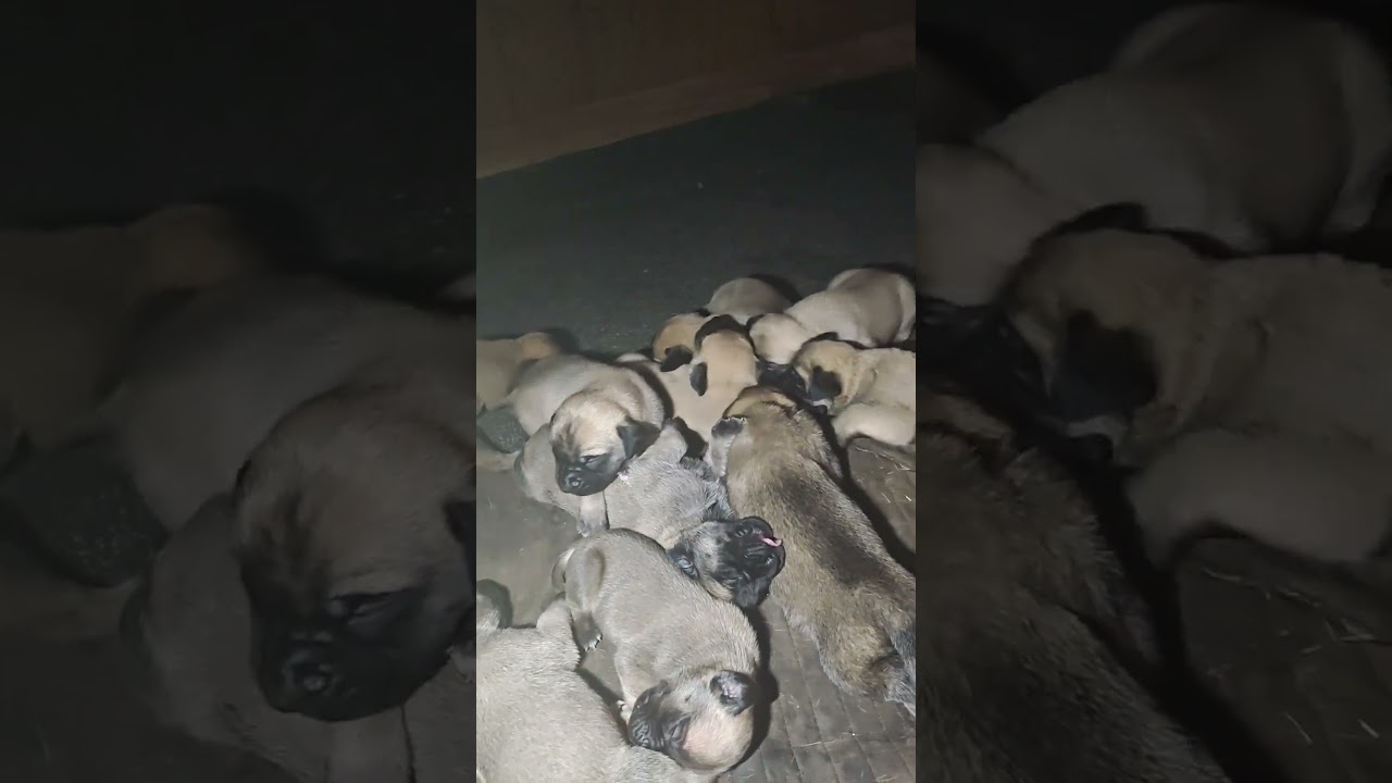 Baby Mastiffs # puppies# English Mastiffs