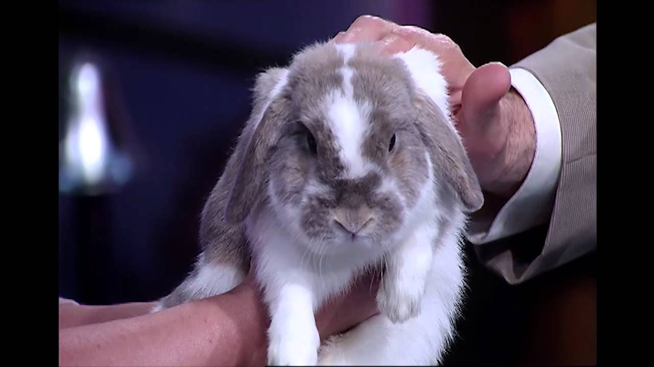 Experience Michiana 05/18/2012 Heartland Small Animal Rescue YouTube