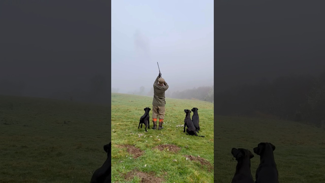 Driven Pheasant Shooting with Labrador Retrievers 