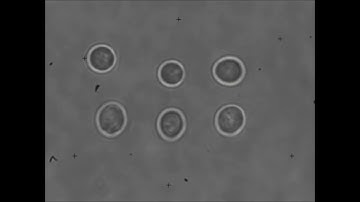 Optical Trapping and Manipulation of Multiple Biological Cells