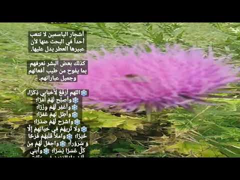 صباح المسك والعنبر