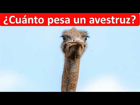 Cuanto pesa un avestruz hqdefault