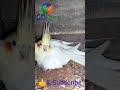 lutino cockatiel 🔥🔥 new born 🐥🐥🎉🎉#may#2023 ❤️
