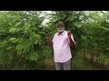 Moringa Plantation for Leaf Production