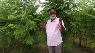 Moringa Plantation for Leaf Production