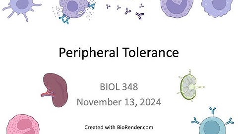 Immunology Fall 2024: Lecture 31 Peripheral Tolerance