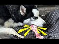 Hoy toca hacer ejercicios de mandíbula para Huskies Siberianos 🍖|| Max the husky