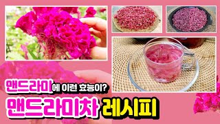 맨드라미 꽃차! 갱년기에 좋은 차 만들기 [Cook Comb]