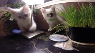 Ultimate Cutest Siberian Kittens in new home - 8 weeks old by Da Chilling Cats 935 views 7 years ago 57 seconds