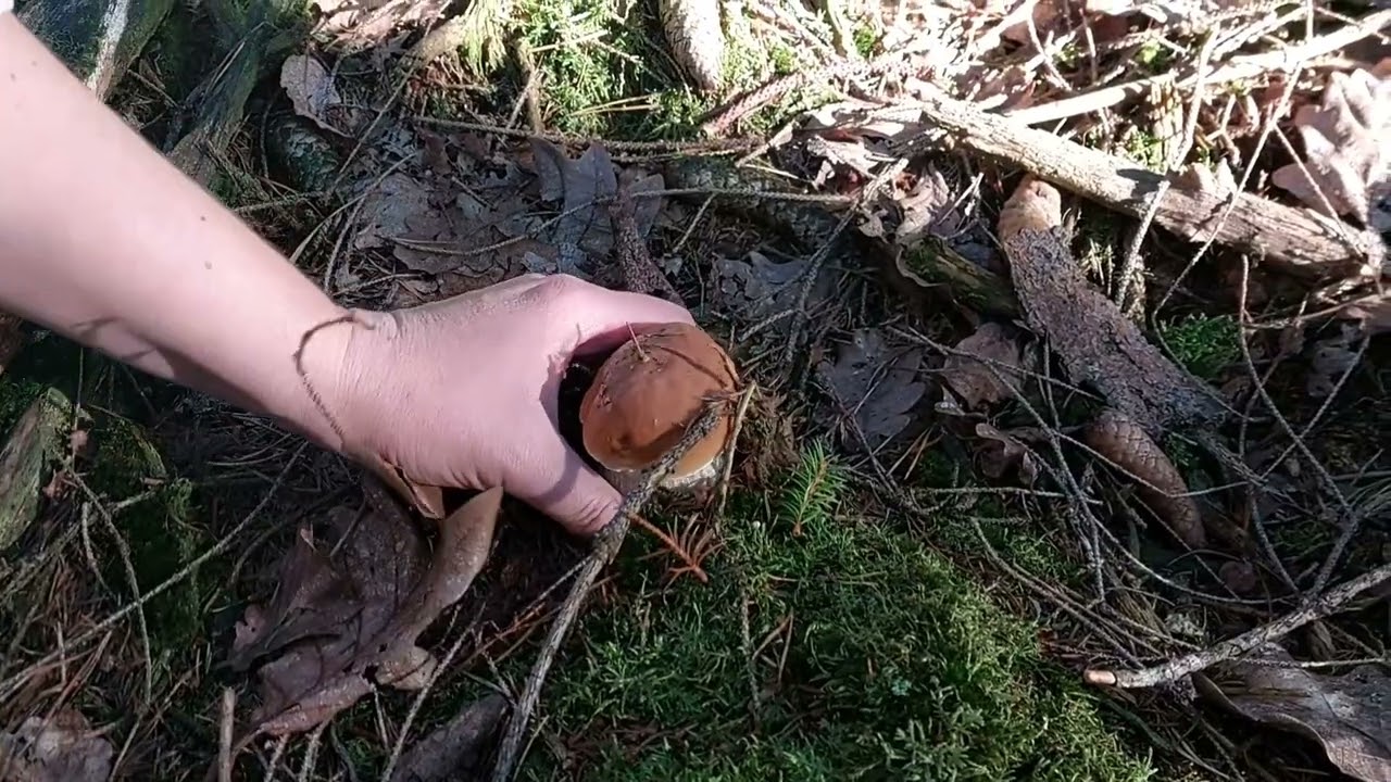 Белые грибы ждали нас