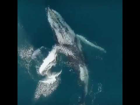 ودانون اذ ذهب مغاضبا