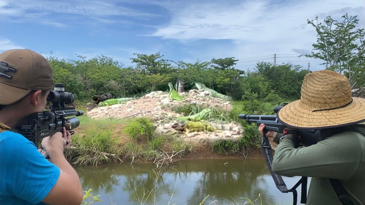hired-to-stop-invasive-iguanas-from-making-burrows-on-sugar-cane-field