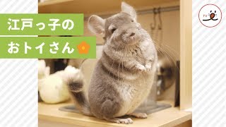 得意技は「てやんでぃ！」 笑顔のチンチラ・トイくんの日常をのぞいてみた👀✨【PECO TV】