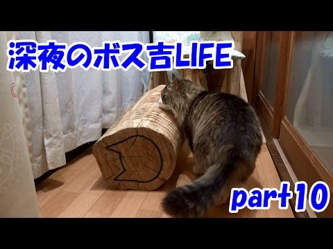可愛い画像 Funny Cat Videos Part 10【Boss-Kichi's Cat life】
