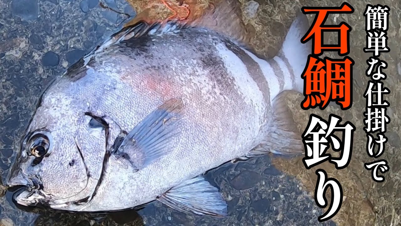 簡単な釣り方で漁港の石鯛を釣る！