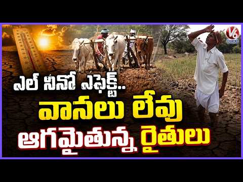 Farmers Facing Difficulties Due To No Rain From El Nino Effect | V6 News - V6NEWSTELUGU