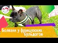 4 распространённых болезни у французских бульдогов