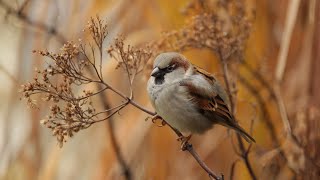 shalik pakhi nightingale birds singing sparrow sound common myna Calm tv screenshot 4