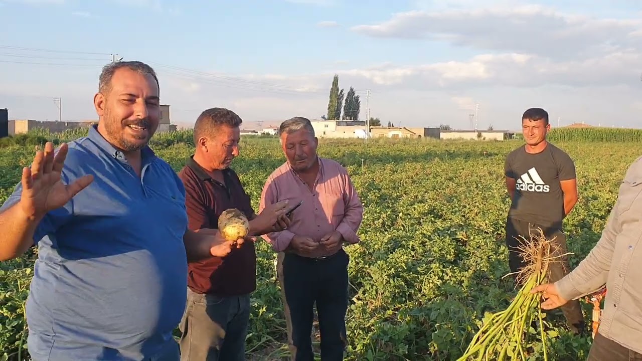 Patates tonajı verimi kalitesi nasıl sağlanır
