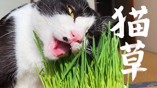 ASMR元野良猫が猫草を食べるシャキシャキ音がすごい#75