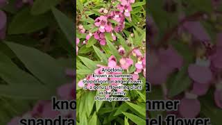 Angelonia #flowers #snapdragon #beautiful #flowerslovers #shorts