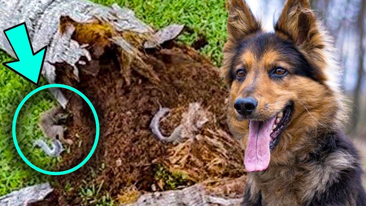 Download Ex-Police Dog Keeps Barking At Tree, Dad Finds A Lot More Than Wood Inside. SEE WHAT HAPPEND