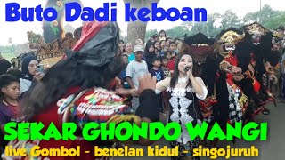 BUTO DADI KEBOAN || SEKAR GONDO WANGI LIVE DUSUN GOMBOL - DESA BENELAN KIDUL- SINGOJURUH -BANYUWANGI
