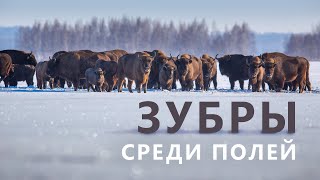 Зубры среди зимних полей. Bisons in Winter Fields.