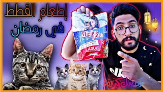 إطعام القطط الشوارع في رمضان 2021