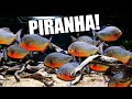 Laquarium de poissons piranha ultime 