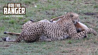 Lion Interrupts A Successful Cheetah Hunt | Maasai Mara Safari | Zebra Plains