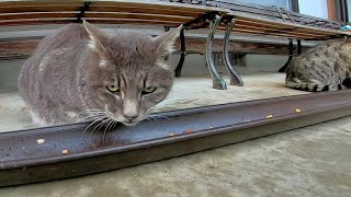 みんなが食べ終わった後も居残りで食べる猫二人は微妙に仲が悪い。