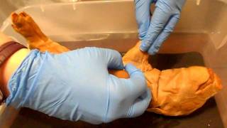 Pig Veins, Arteries #1.AVI
