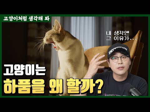 고양이 하품의 여러 의미
