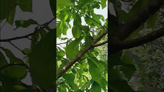 Immature Pawpaw fruits. by old goats garden 5 views 1 day ago 3 minutes, 13 seconds