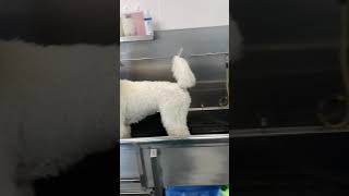 Bubbles the Poodle gets a Haircut! by Julie Wilkins Grooming 952 views 2 years ago 1 minute, 14 seconds