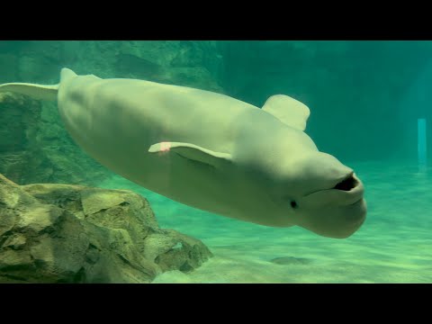 hqdefault.jpg?v=67f9bed8