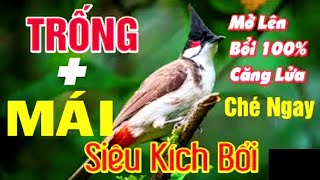 Chào mào trống mái hót | Chào mào trống mái kích bổi | chào mào mái | Chào mào mái hót kích trống